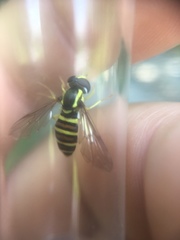 Xanthogramma flavipes