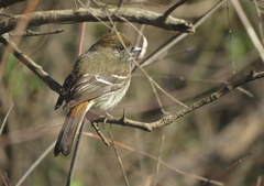 Knipolegus cyanirostris