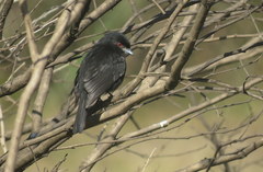 Knipolegus cyanirostris