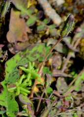 Melanoseris macrorhiza