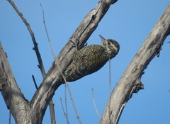 Dryobates spilogaster