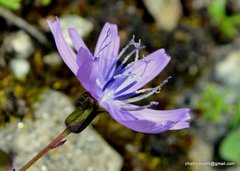 Melanoseris macrorhiza