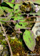 Melanoseris macrorhiza