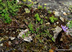 Melanoseris macrorhiza
