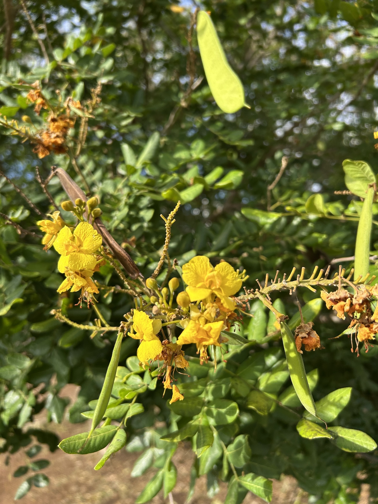 Cenostigma pyramidale