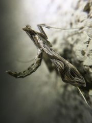 Lineodes