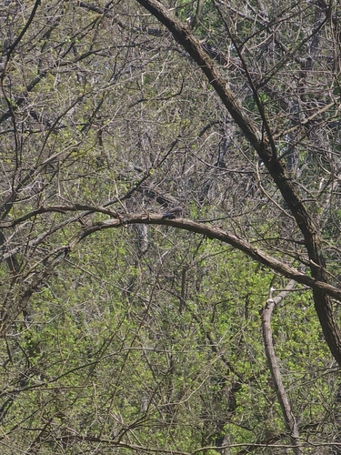 Eastern Bluebird photographed in Kentucky