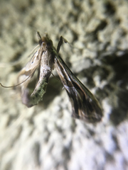 Lineodes