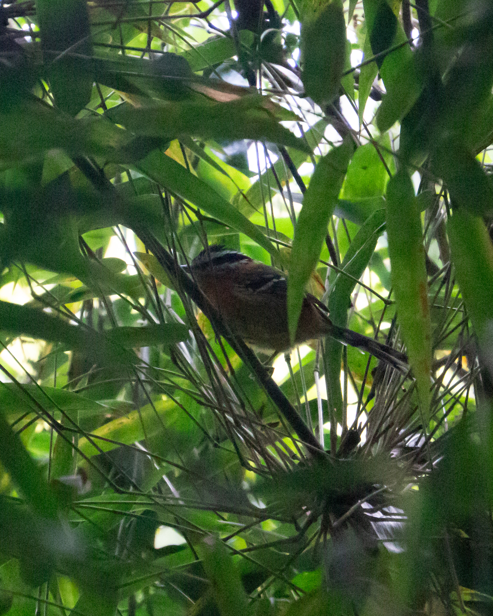 Bertoni's Antbird (Drymophila rubricollis), photo 1