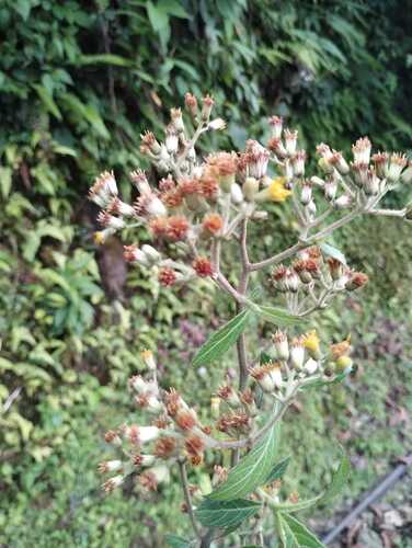 Blumea riparia iNat (3)