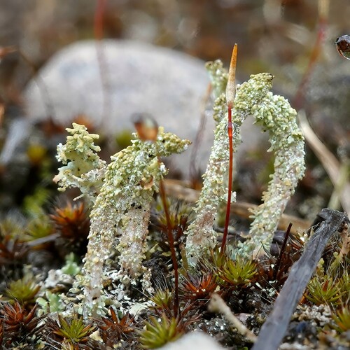 Cladonia decorticata