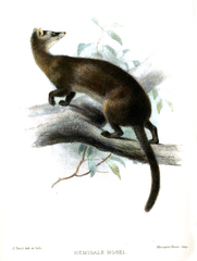 Hose's Palm Civet photo 2
