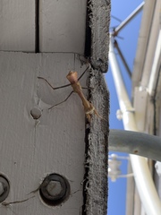 Stagmomantis limbata