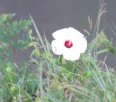 Hibiscus laevis