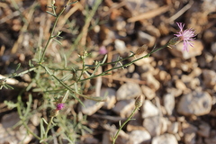 Centaurea glaberrima divergens