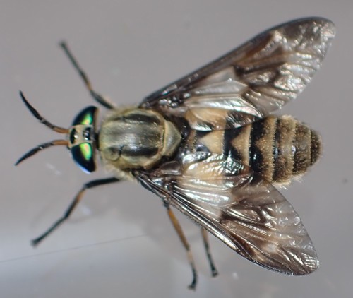 Twin-lobed Deer Fly