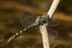Microgomphus nyassicus