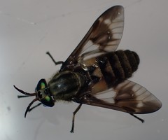 Chrysops relictus