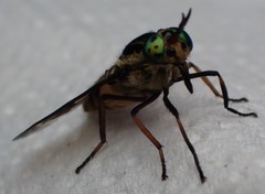 Chrysops relictus