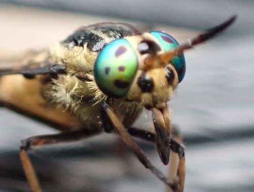 Twin-lobed Deer Fly