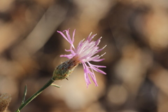 Centaurea glaberrima divergens