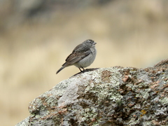 Ash-Breasted Sierra-Finch photo 2