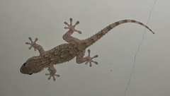 Tarentola mauritanica