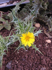 Scolymus maculatus