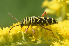 Megacyllene robiniae