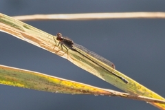 Pseudagrion hamoni