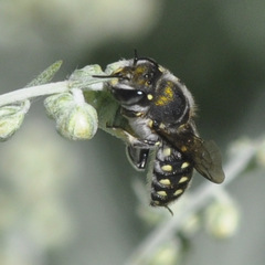 Anthidium maculosum