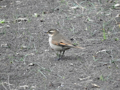 Cinclodes comechingonus