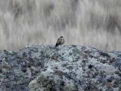 Cinclodes olrogi