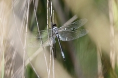 Zygonyx natalensis