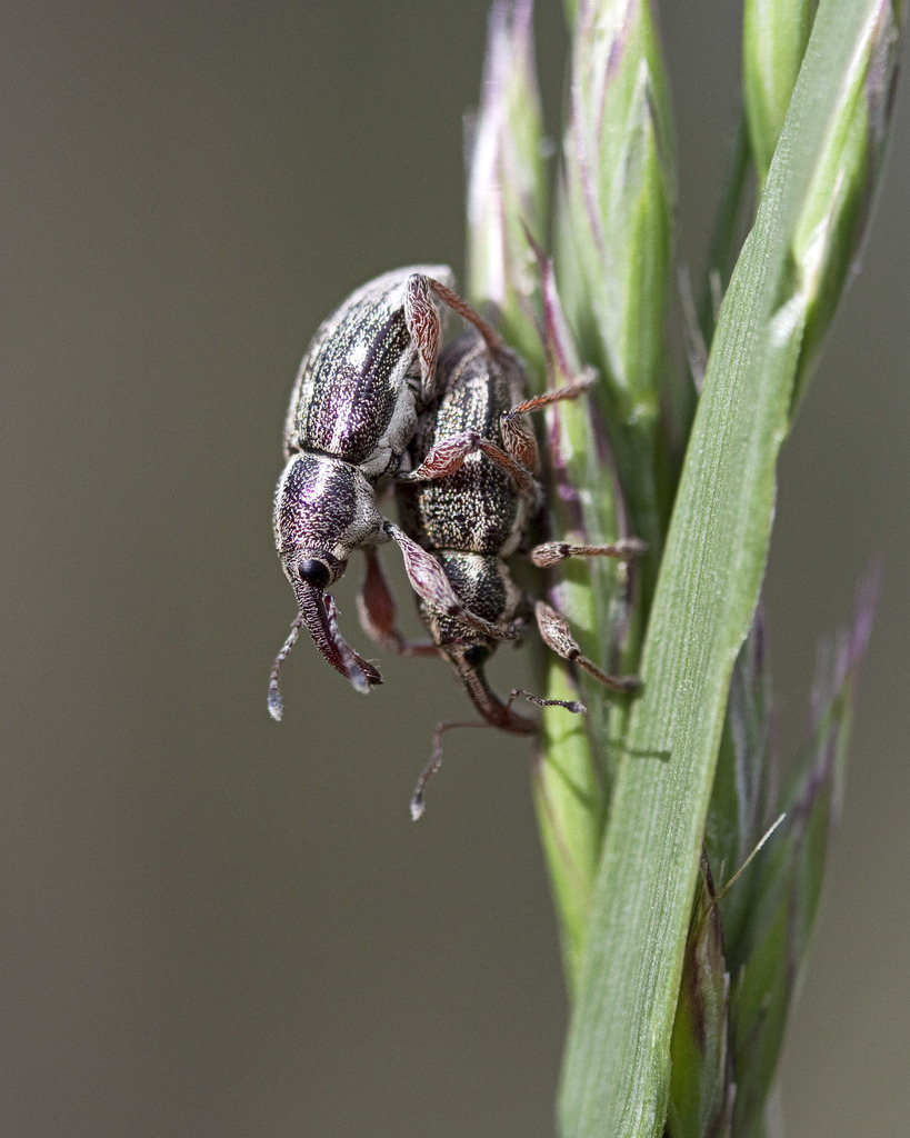 Aoplocnemis