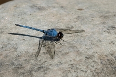Trithemis donaldsoni