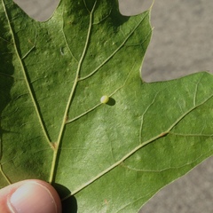 Zopheroteras hubbardi