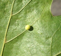 Zopheroteras hubbardi