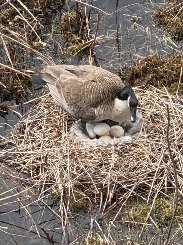 Canadagås — foto 4