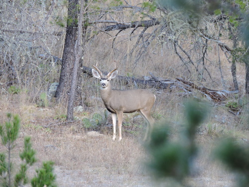 Peninsula Mule Deer (Subspecies Odocoileus hemionus peninsulae ...