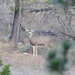 Peninsula Mule Deer - Photo (c) Osiel Flores, some rights reserved (CC BY-NC), uploaded by Osiel Flores