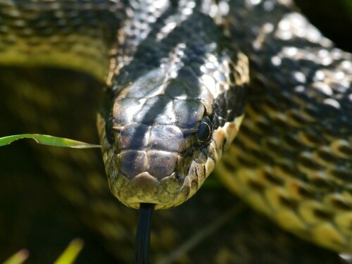 East-Four-lined Ratsnake, Vitovskyi raion, Mykolaiv Oblast, Ukraine, photo 9 of 10