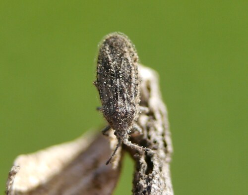 Tingis pauperata