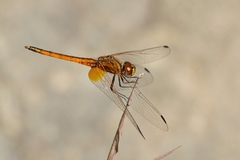 Trithemis pluvialis