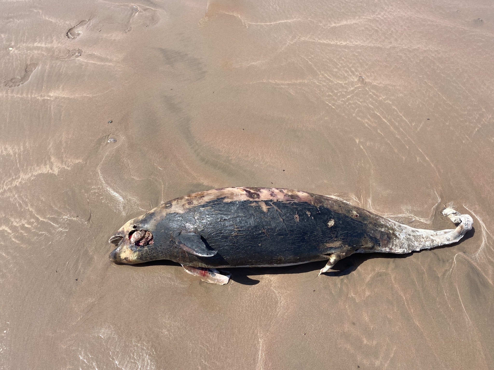 Phocoena spinipinnis