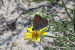 Lycaena phlaeas hypophlaeas