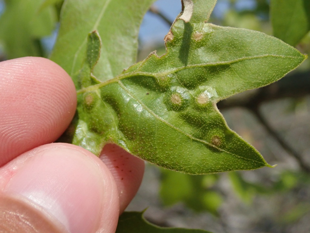 Polystepha sobrina