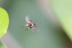 Chrysotus gramineus