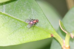 Chrysotus gramineus