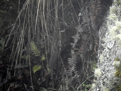 Cinclodes olrogi